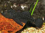 Ancistrus Leucostictus