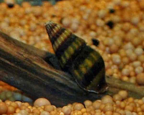 Anentome Helena