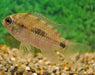 Anomalochromis Thomasi - Aquariumvissen