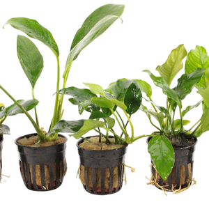 Anubias Aquariumplanten Mix