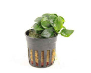 Anubias Bonsai