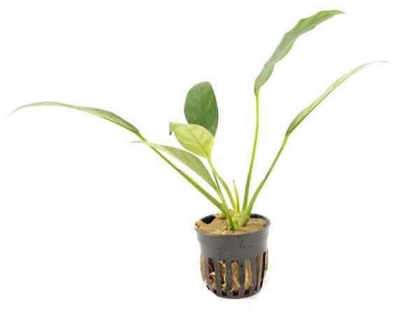 Anubias Congensis