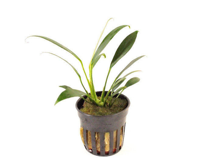 Anubias Congensis Mini - Aquascape - Aquariumplanten