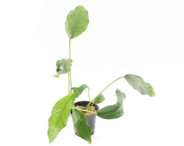 Anubias Gracilis