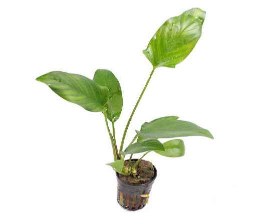Anubias Hastifolia