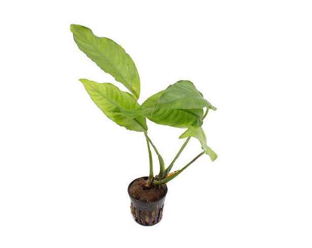Anubias Heterophylla