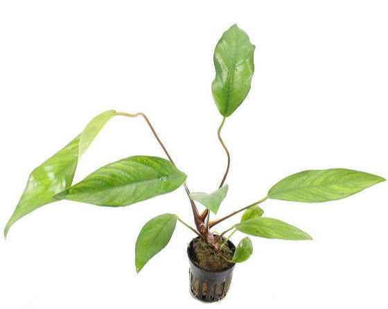 Anubias Lanceolata