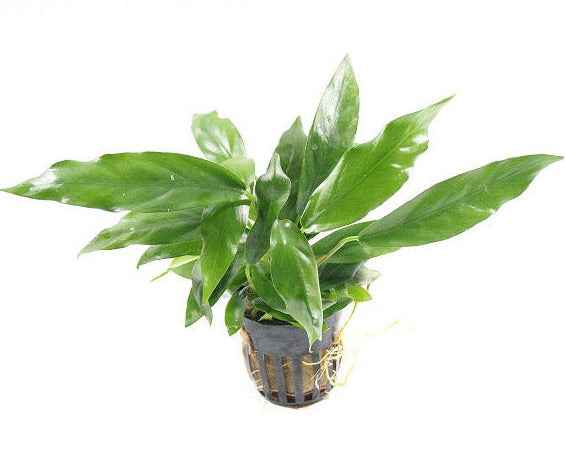 Anubias Minima