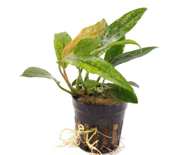 Anubias Minima Variegata