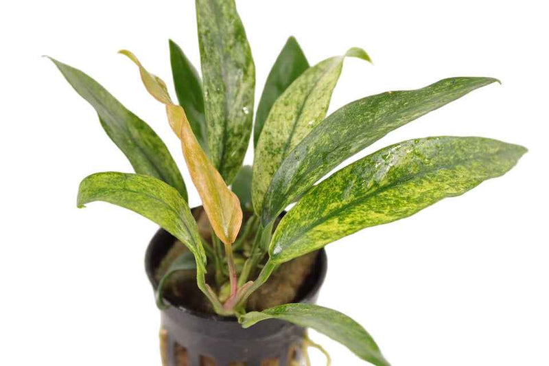 Anubias Minima Variegata