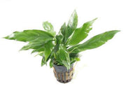 Anubias Minima XL
