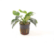 Anubias Nana XL