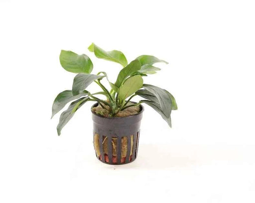 Anubias Nana XL