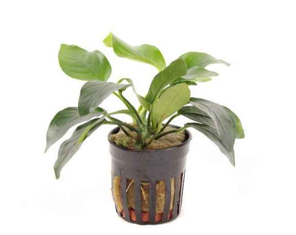 Anubias Nana