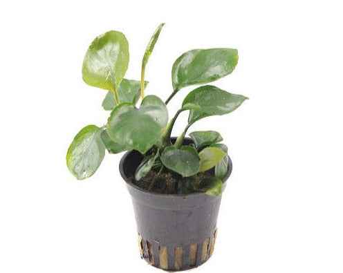 Anubias Nana Coin