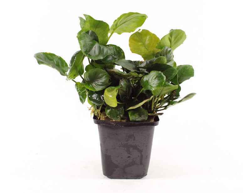 Anubias Nana Coin XL