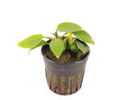 Anubias Nana Golden