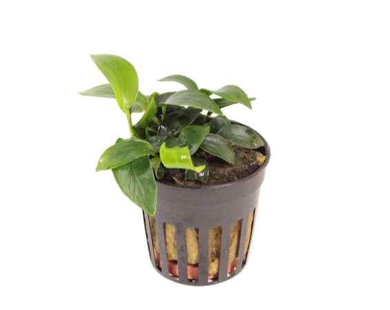 Anubias Nana Mini