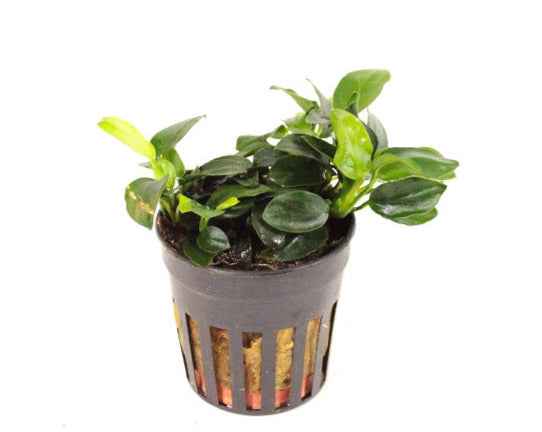 Anubias Nana Mini Mini