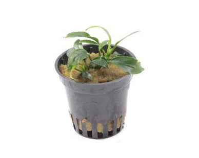 Anubias Nana Pangolino