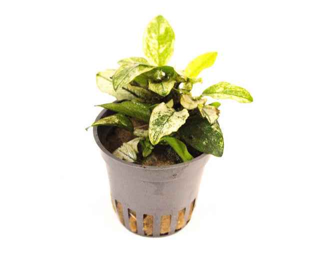 Anubias Pinto