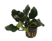 Anubias Nana Thick Leaf