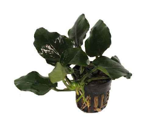 Anubias Nana Thick Leaf