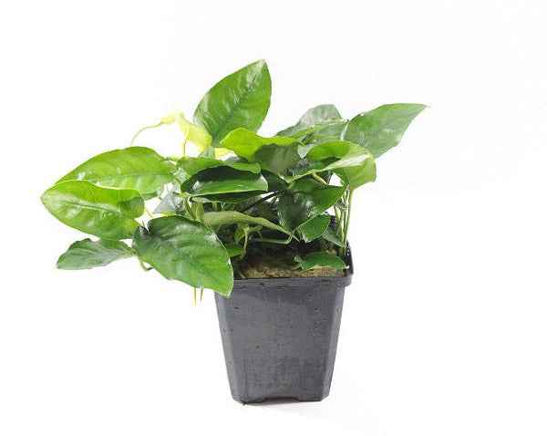 Anubias Nana XL