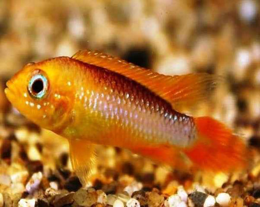 Apistogramma Agassizii Fire Fish