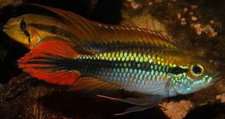 Apistogramma Agassizii Double Red