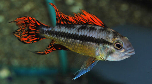 Apistogramma Cacatuoides Double Red - Aquariumvissen - Aquarium winkel