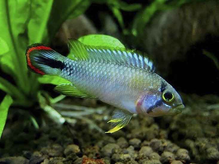 Apistogramma Pandurini