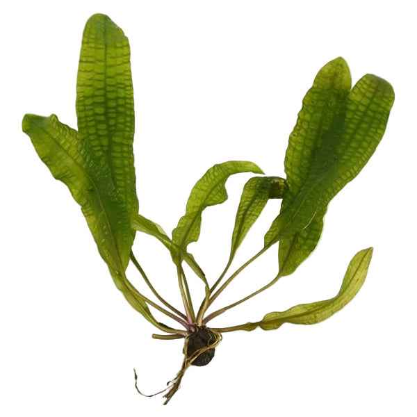 Aponogeton Boivinianus