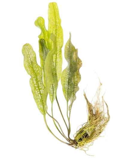 Aponogeton Henkelianus
