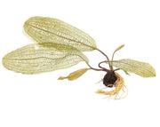 Aponogeton Madagascariensis