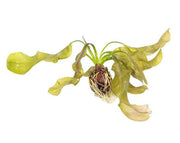 Aponogeton Ulvaceus