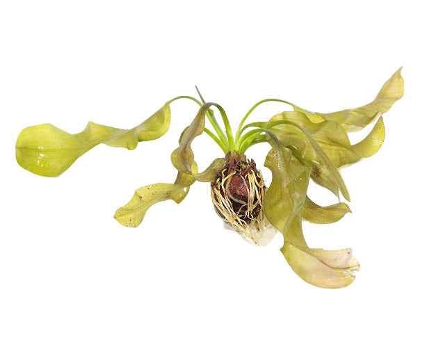 Aponogeton Ulvaceus