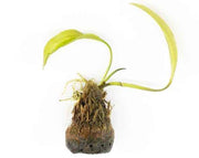 Aponogeton Ulvaceus