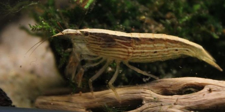 Aziatische Waaierhandgarnaal