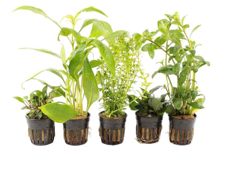 Azië Aquariumplanten Mix