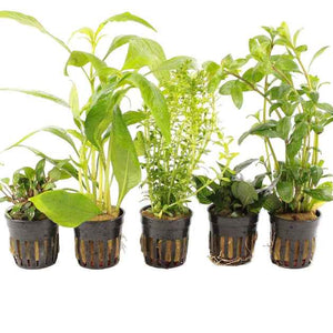 Azië Aquariumplanten Mix
