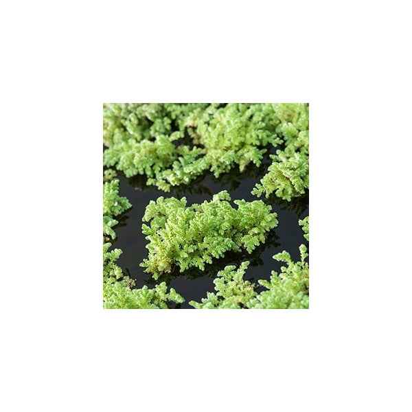 Azolla 'Kroosvaren'