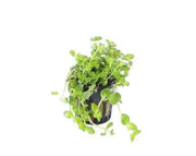 Bacopa Australis