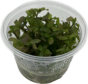 Bacopa Caroliniana - In Vitro
