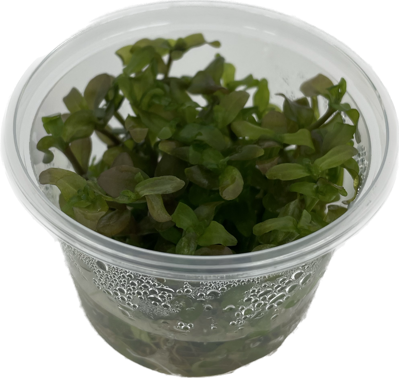 Bacopa Caroliniana - In Vitro