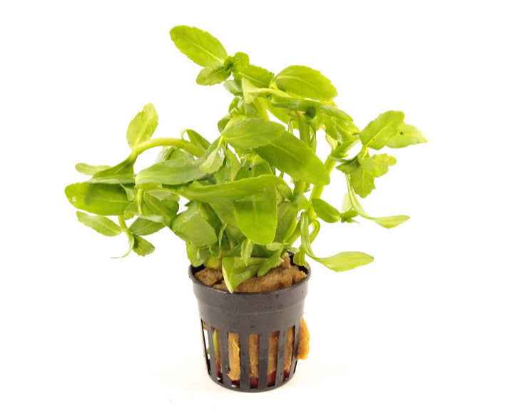 Bacopa Madagascariensis