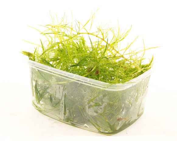 Bakje Ceratophyllum Demersum
