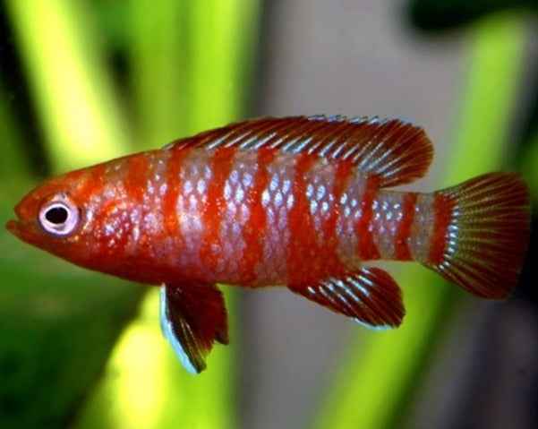 Bengal Fire Dario Dario Aquarium Fish Aquariumplantenshop bengal-fire-dario-dario-aquarium-fish-aquariumplantenshop