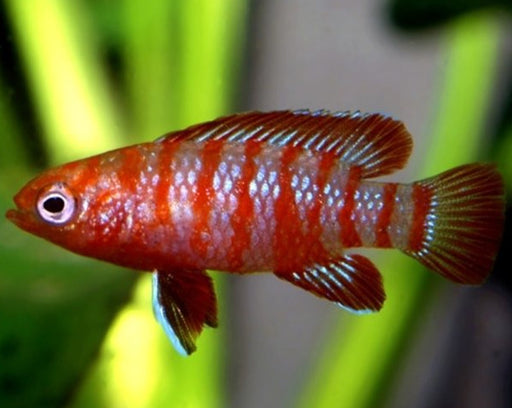 Bengaals Vuurtje - Dario Dario - Aquariumvissen - Aquariumwinkel