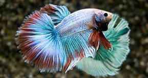 Betta Halfmoon Man